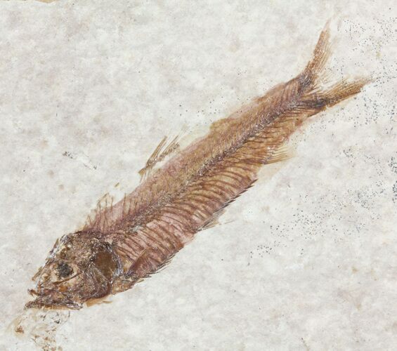 Knightia Fossil Fish - Wyoming #60834